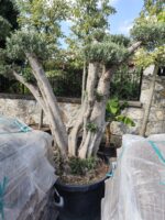 Bonsai Zeytin 290 Litre 40-50 Yaş - Görsel 9