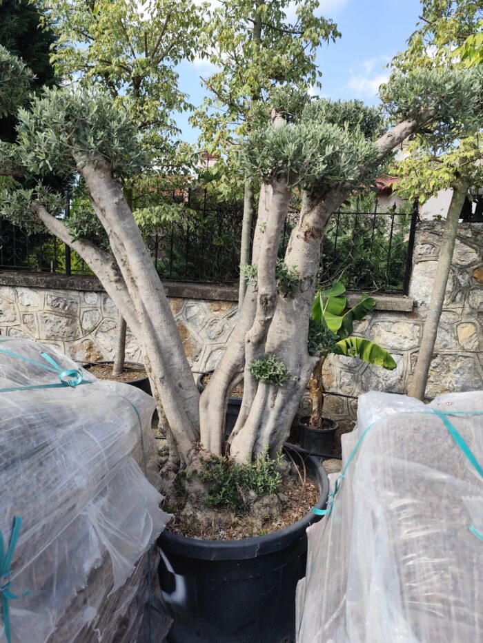 Bonsai Zeytin 290 Litre 40-50 Yaş - Görsel 9
