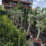 Bonsai Zeytin 50 Litre 100-125cm