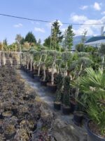 Bonsai Zeytin 70 Litre 125-150cm - Görsel 3