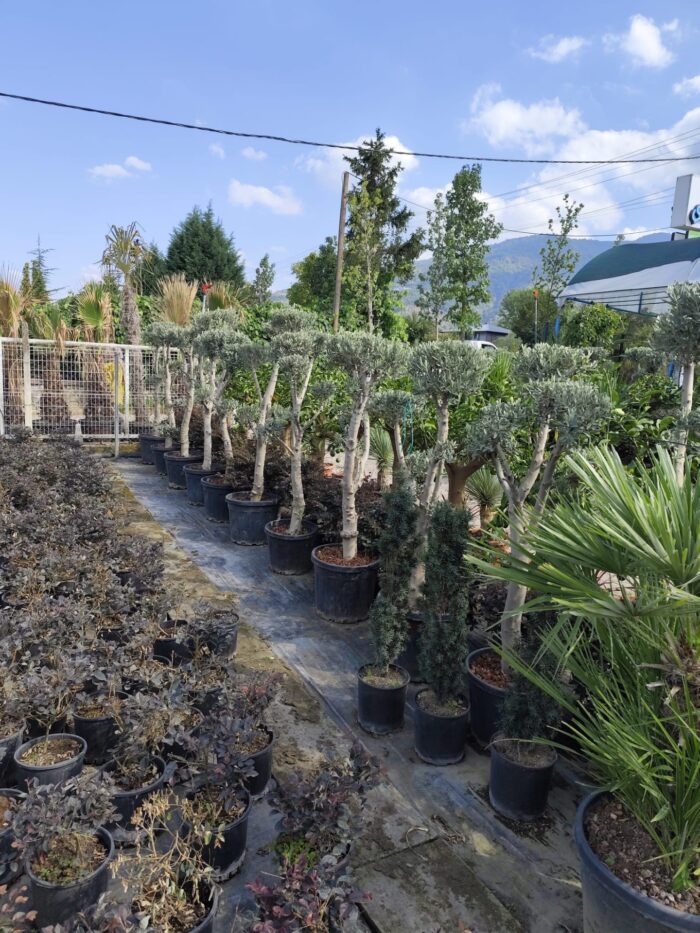 Bonsai Zeytin 70 Litre 125-150cm - Görsel 3