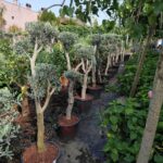 Bonsai Zeytin 70 Litre 125-150cm