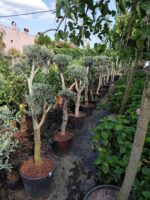Bonsai Zeytin 70 Litre 125-150cm
