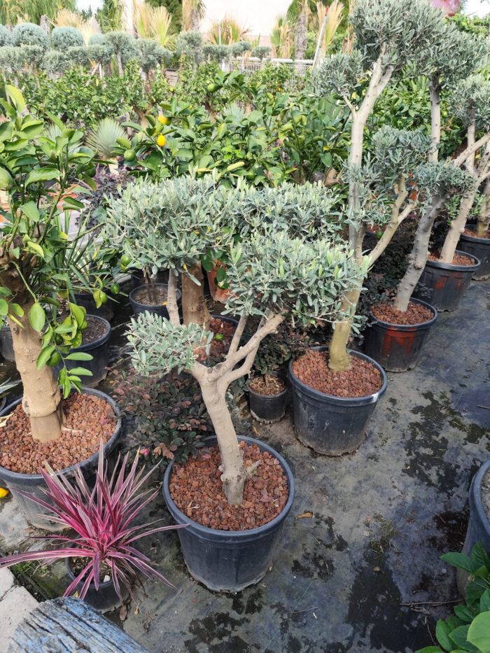 Bonsai Zeytin 70 Litre 125-150cm - Görsel 2