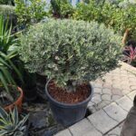 Zeytin 15-20 senelik Bodur Bonsai