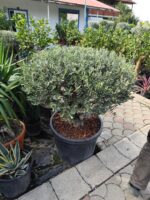 Zeytin 15-20 senelik Bodur Bonsai