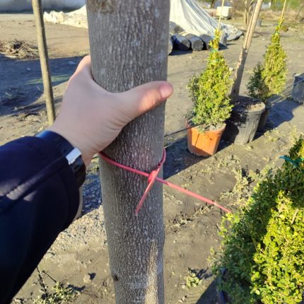 Dağ Akçaağaç (Acer pseudoplatanus) 25-30Q 90 Litre