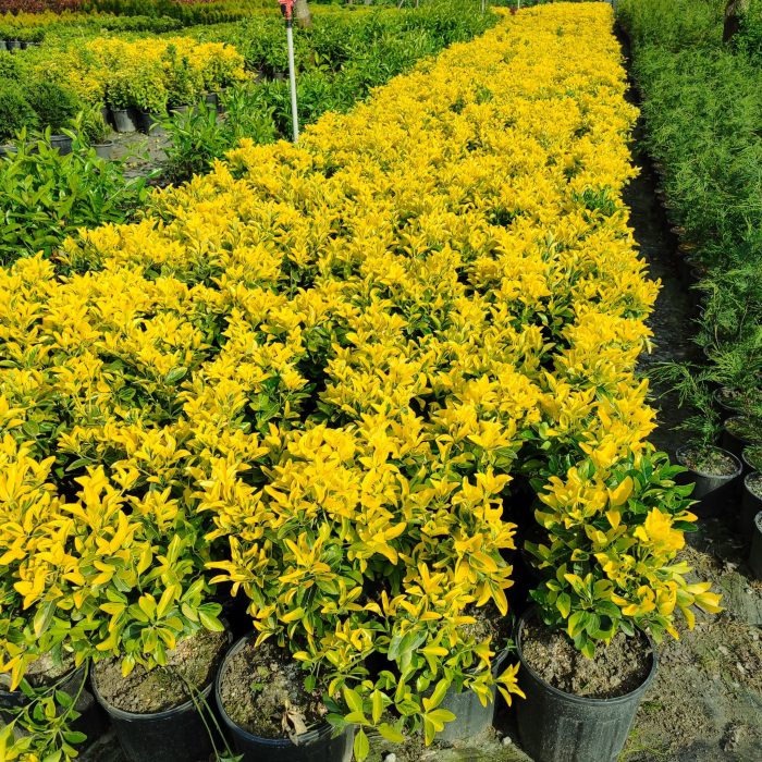 Altuni Taflan 40-60cm 10 Litre saksı - Görsel 4