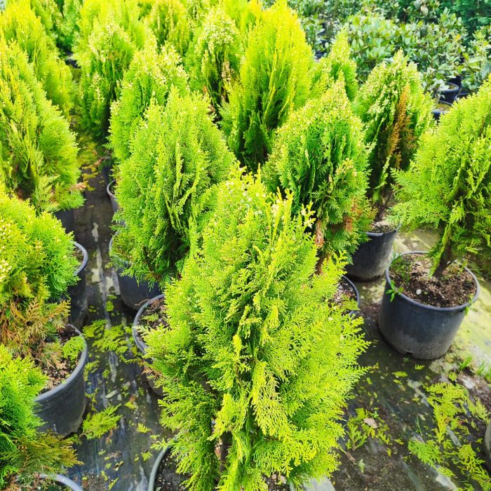 Altuni Top Mazı (Thuja Orientalis Aurea Compacta Nana) 40-60cm - Görsel 4