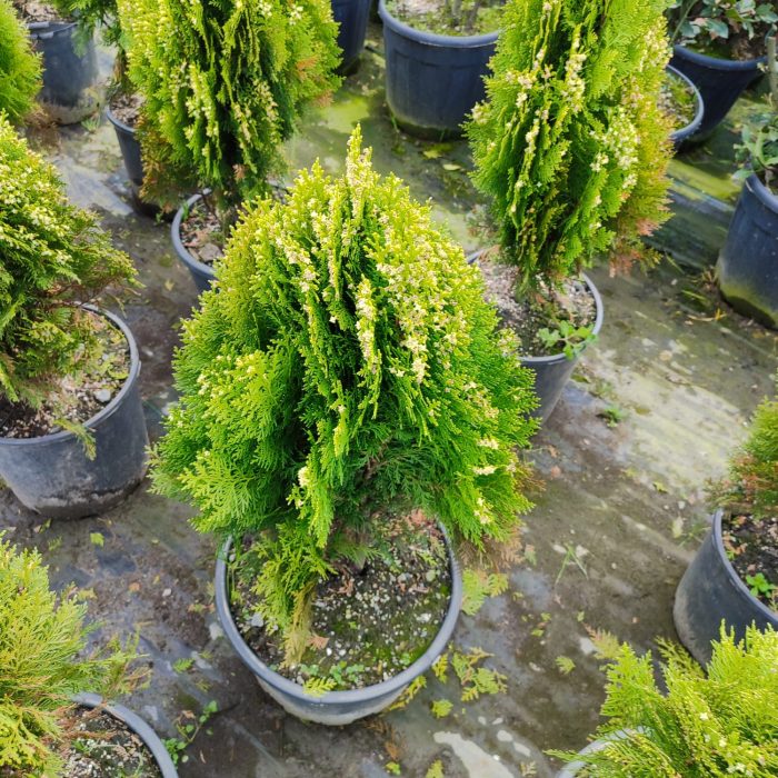 Altuni Top Mazı (Thuja Orientalis Aurea Compacta Nana) 40-60cm - Görsel 3