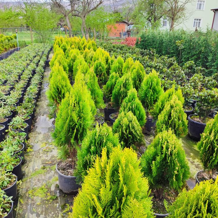 Altuni Top Mazı (Thuja Orientalis Aurea Compacta Nana) 40-60cm - Görsel 2