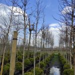 Amerikan Sığla, Liquidambar styraciflua 16-18Q - Görsel 4