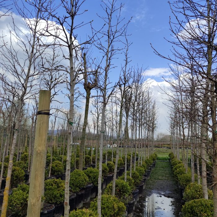 Amerikan Sığla, Liquidambar styraciflua 16-18Q - Görsel 4