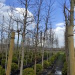 Amerikan Sığla, Liquidambar styraciflua 16-18Q