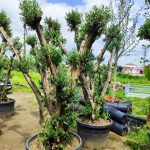 Bonsai Zeytin 290 Litre 40-50 Yaş