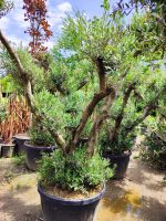 Bonsai Zeytin 290 Litre 40-50 Yaş - Görsel 6