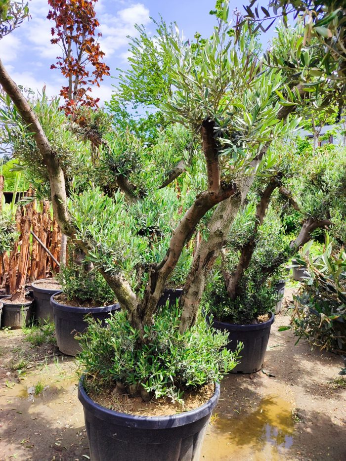 Bonsai Zeytin 290 Litre 40-50 Yaş - Görsel 6