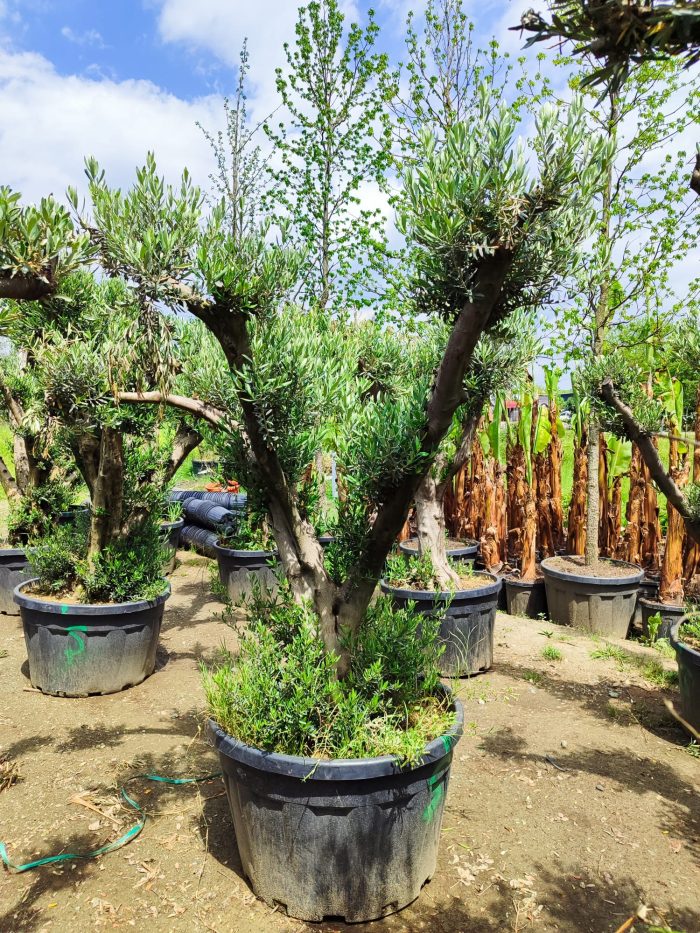 Bonsai Zeytin 290 Litre 40-50 Yaş - Görsel 3