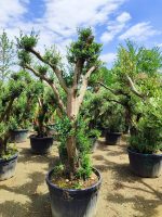 Bonsai Zeytin 290 Litre 40-50 Yaş - Görsel 4
