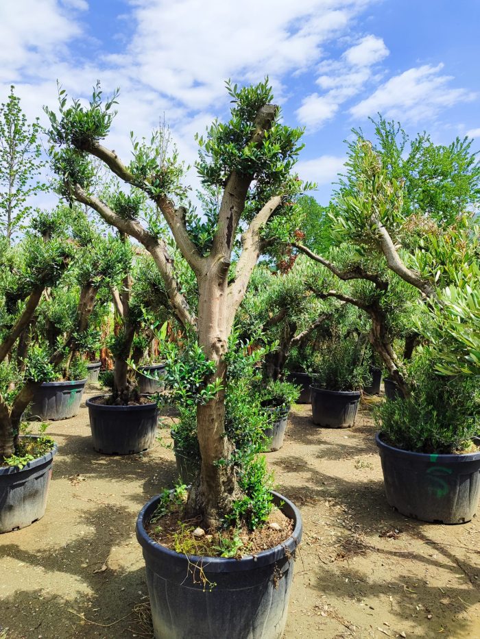 Bonsai Zeytin 290 Litre 40-50 Yaş - Görsel 4