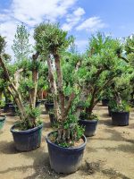 Bonsai Zeytin 290 Litre 40-50 Yaş - Görsel 7
