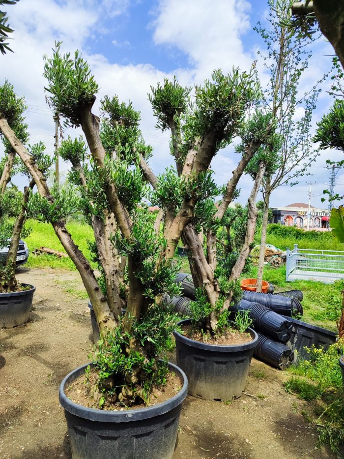 Bonsai Zeytin 290 Litre 40-50 Yaş - Görsel 5