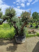 Büyük Bonsai Zeytin 50-60 Yıllık - Görsel 2