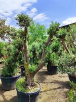 Büyük Bonsai Zeytin 50-60 Yıllık - Görsel 11
