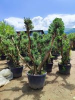Büyük Bonsai Zeytin 50-60 Yıllık - Görsel 10