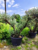 Büyük Bonsai Zeytin 50-60 Yıllık - Görsel 9