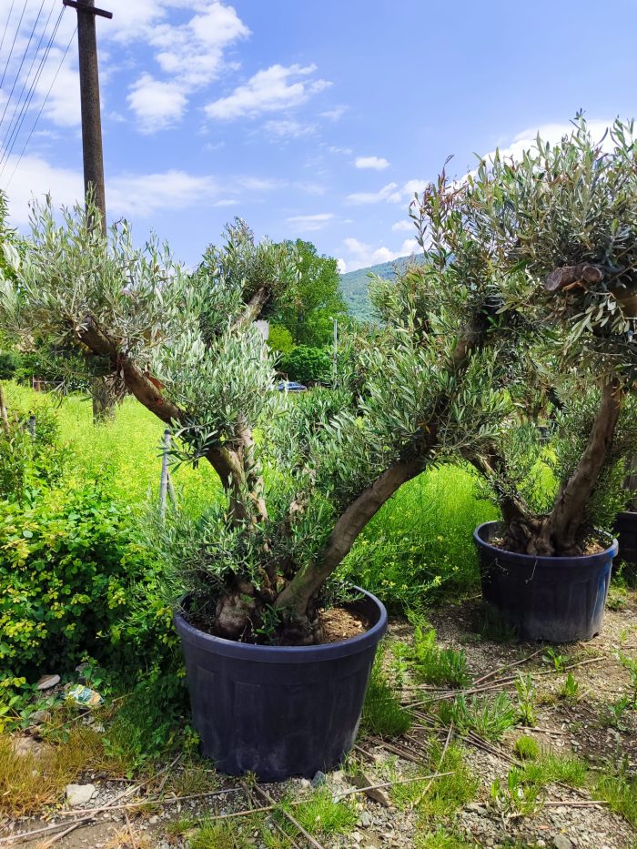 Büyük Bonsai Zeytin 50-60 Yıllık - Görsel 9