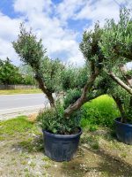 Büyük Bonsai Zeytin 50-60 Yıllık - Görsel 8