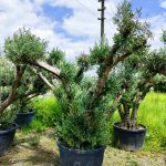 Büyük Bonsai Zeytin 50-60 Yıllık