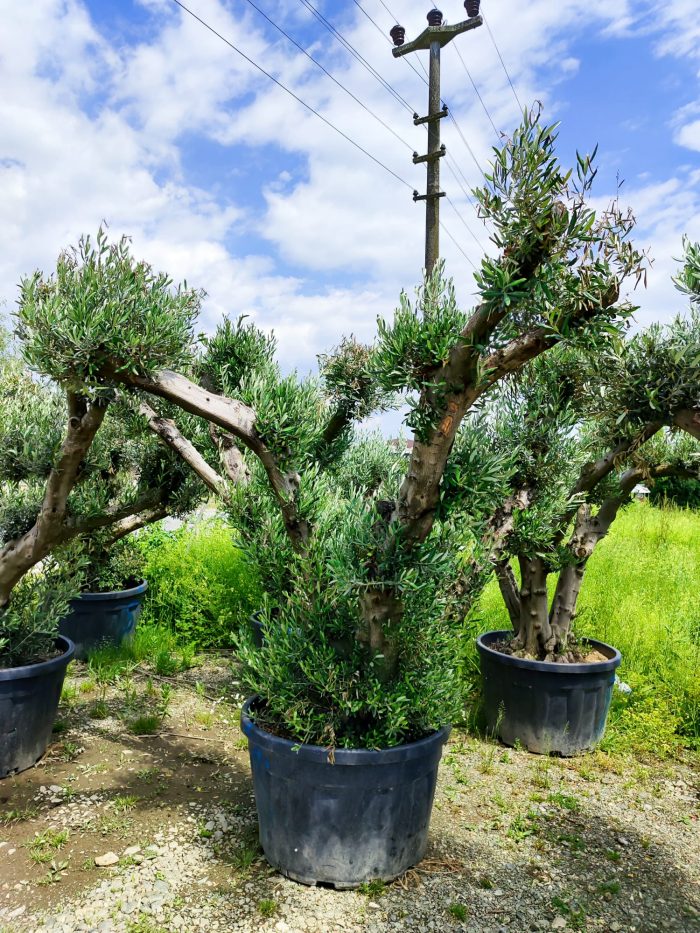 Büyük Bonsai Zeytin 50-60 Yıllık - Görsel 7