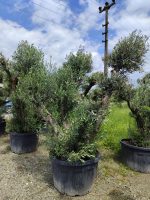 Büyük Bonsai Zeytin 50-60 Yıllık - Görsel 6