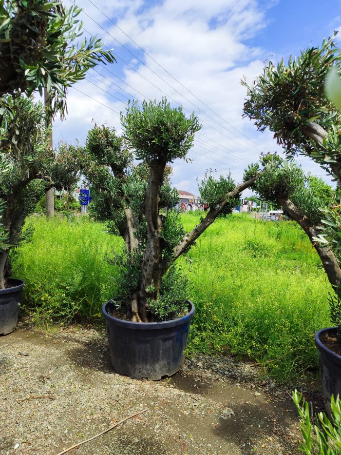 Büyük Bonsai Zeytin 50-60 Yıllık - Görsel 5