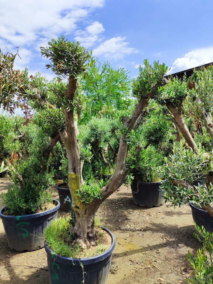 Büyük Bonsai Zeytin 50-60 Yıllık - Görsel 11