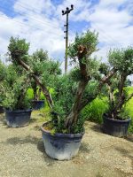 Büyük Bonsai Zeytin 50-60 Yıllık - Görsel 4