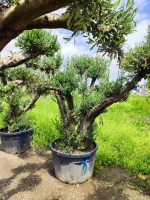 Büyük Bonsai Zeytin 50-60 Yıllık - Görsel 3