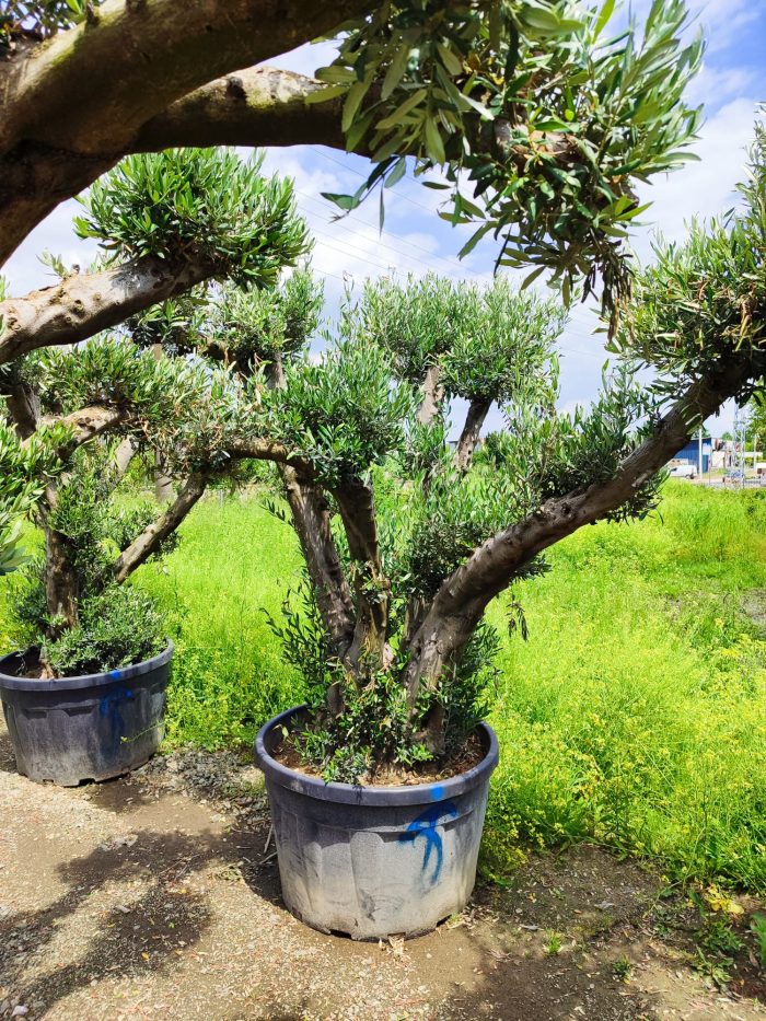 Büyük Bonsai Zeytin 50-60 Yıllık - Görsel 3