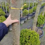 Çınar Ağacı Büyük 35-40Q Saksılı 5-6 Metre