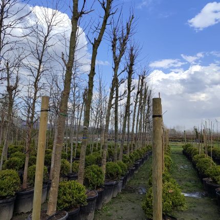 Çınar Ağacı Büyük 30-35Q Saksılı 5-6 Metre