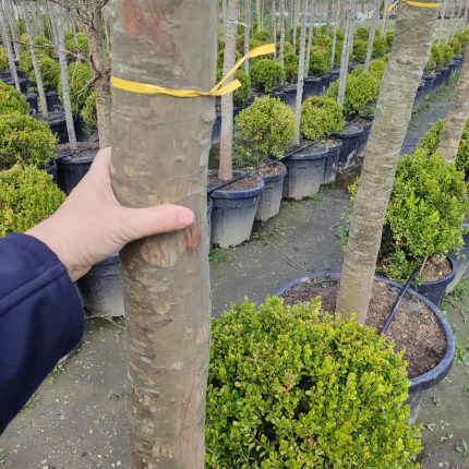 Çınar Ağacı Büyük 35-40Q Saksılı 5-6 Metre