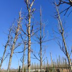 Çınar Yapraklı Akçaağaç (Acer Platanoides) 20-25Q