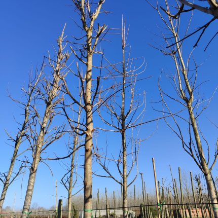 Çınar Yapraklı Akçaağaç (Acer Platanoides) 25-30Q