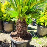 Cycas (Sikas) Palmiyesi Gövde Boyu 40-50cm - Görsel 21