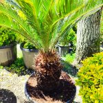 Cycas (Sikas) Palmiyesi Gövde Boyu 40-50cm - Görsel 20