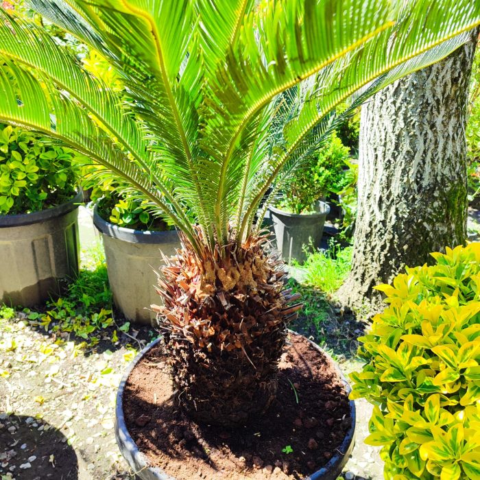 Cycas (Sikas) Palmiyesi Gövde Boyu 40-50cm - Görsel 20