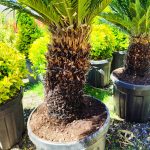 Cycas (Sikas) Palmiyesi Gövde Boyu 40-50cm - Görsel 19