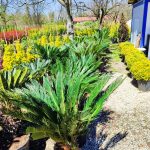Cycas (Sikas) Palmiyesi Gövde Boyu 40-50cm - Görsel 18